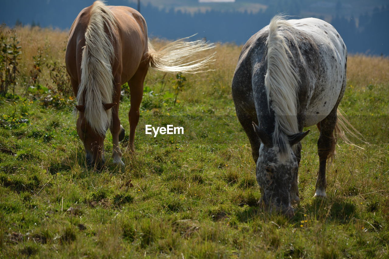 Horses grazing in a field