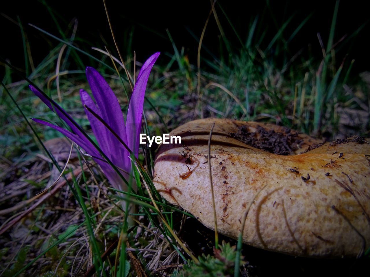 CLOSE-UP OF CROCUS FLOWERS ON FIELD