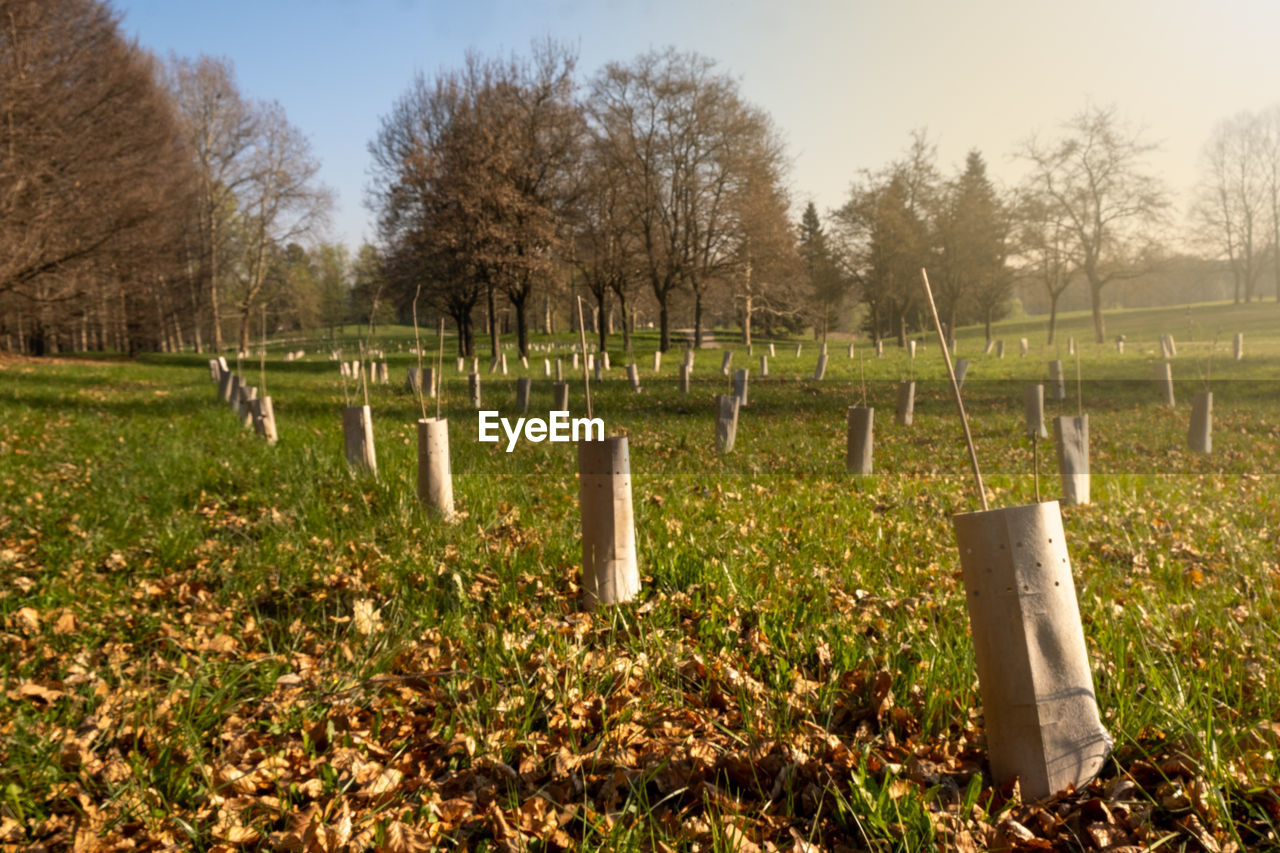 plant, cemetery, grave, tombstone, nature, tree, death, field, sky, rural area, grass, sunlight, no people, agriculture, sadness, landscape, land, woodland, autumn, memorial, stone, environment, leaf, meadow, tranquility, day, outdoors, in a row, morning, rural scene, pasture, grief, religion, tranquil scene, fence, scenics - nature