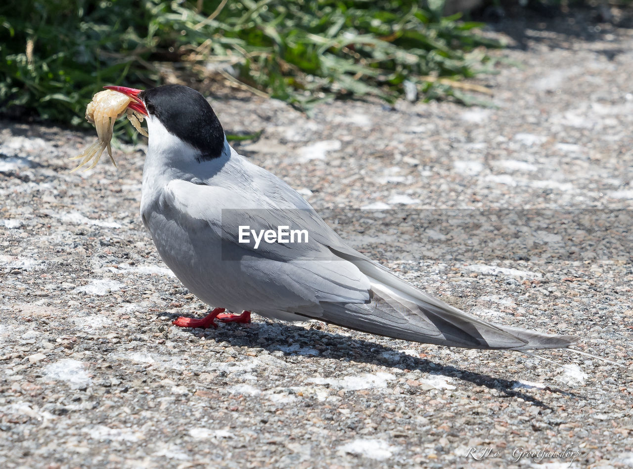 HIGH ANGLE VIEW OF BIRD PERCHING ON LAND