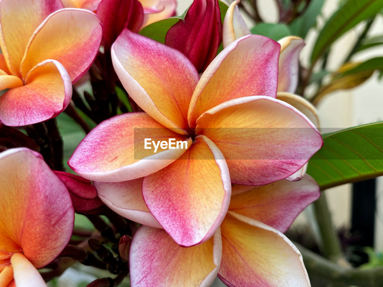 CLOSE-UP OF PINK AND WHITE FLOWERS