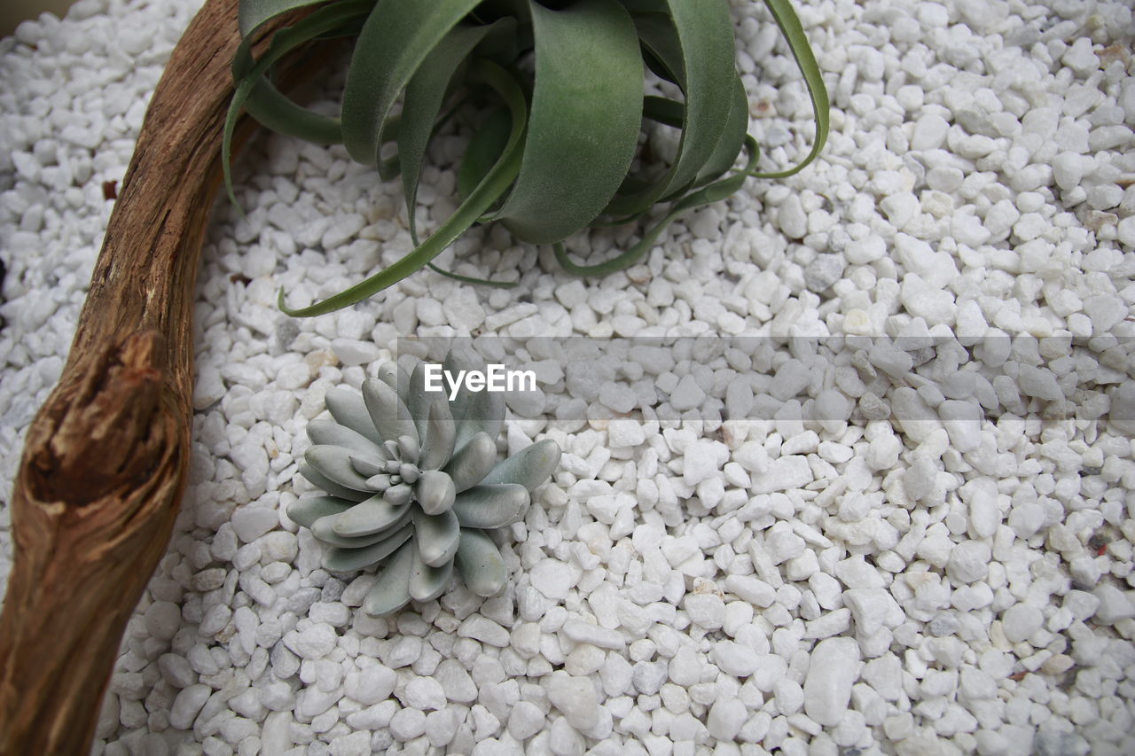 High angle view of fresh white flowers in container