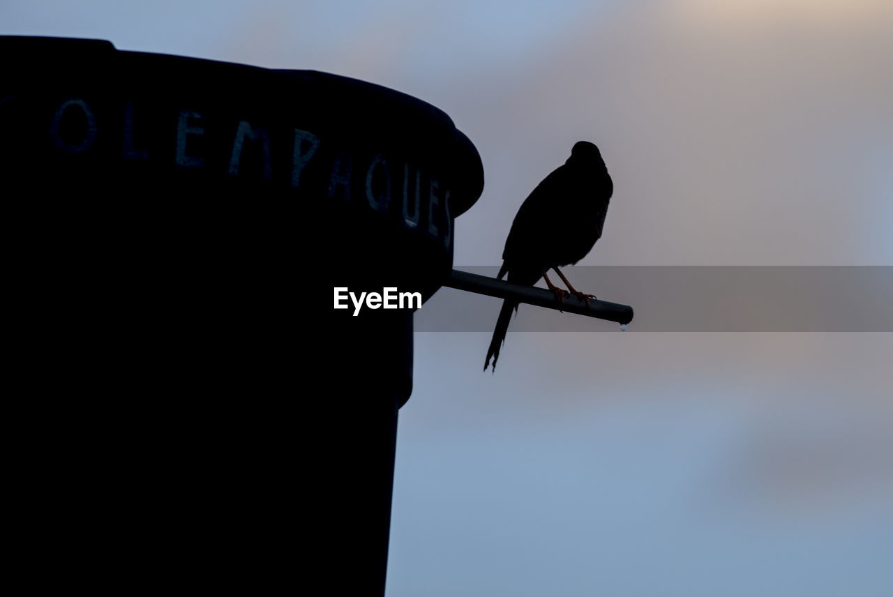 LOW ANGLE VIEW OF A BIRD PERCHING ON A SILHOUETTE OF POWER LINE