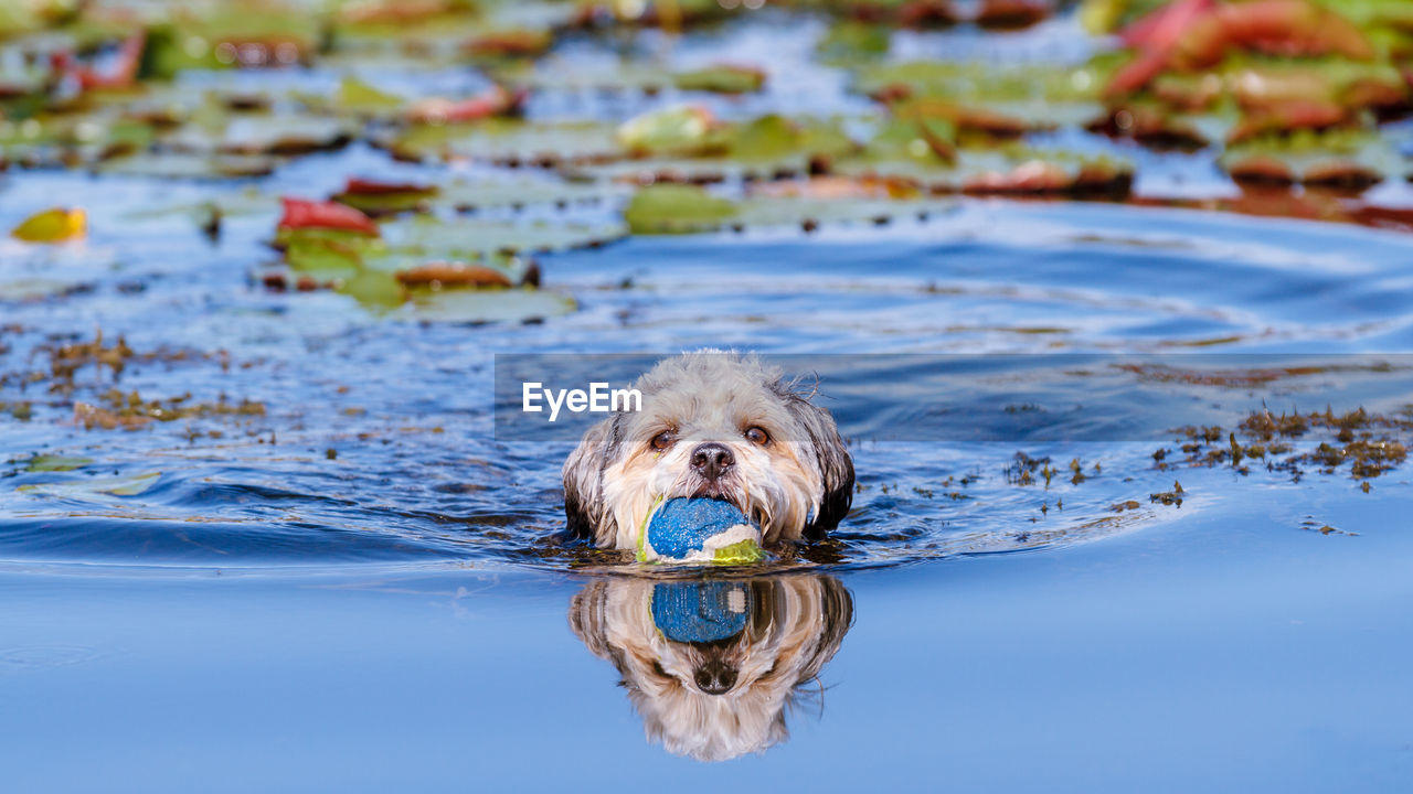 PORTRAIT OF DOG IN A LAKE