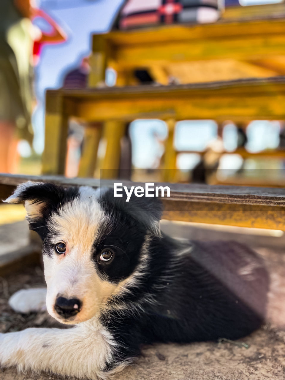 mammal, animal themes, animal, pet, one animal, domestic animals, dog, canine, puppy, portrait, border collie, young animal, focus on foreground, cute, looking at camera, no people, day