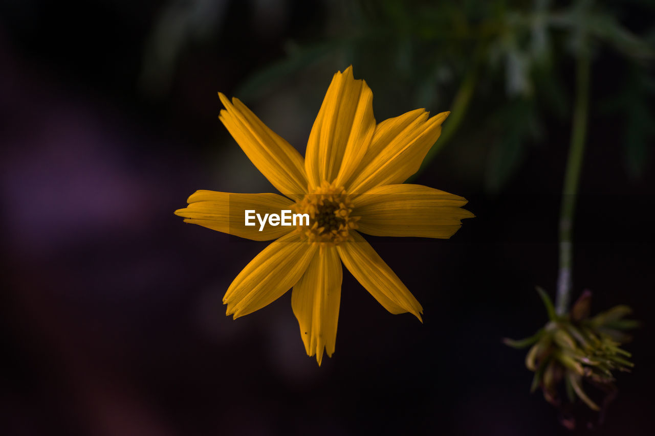 CLOSE-UP OF YELLOW HIBISCUS FLOWER