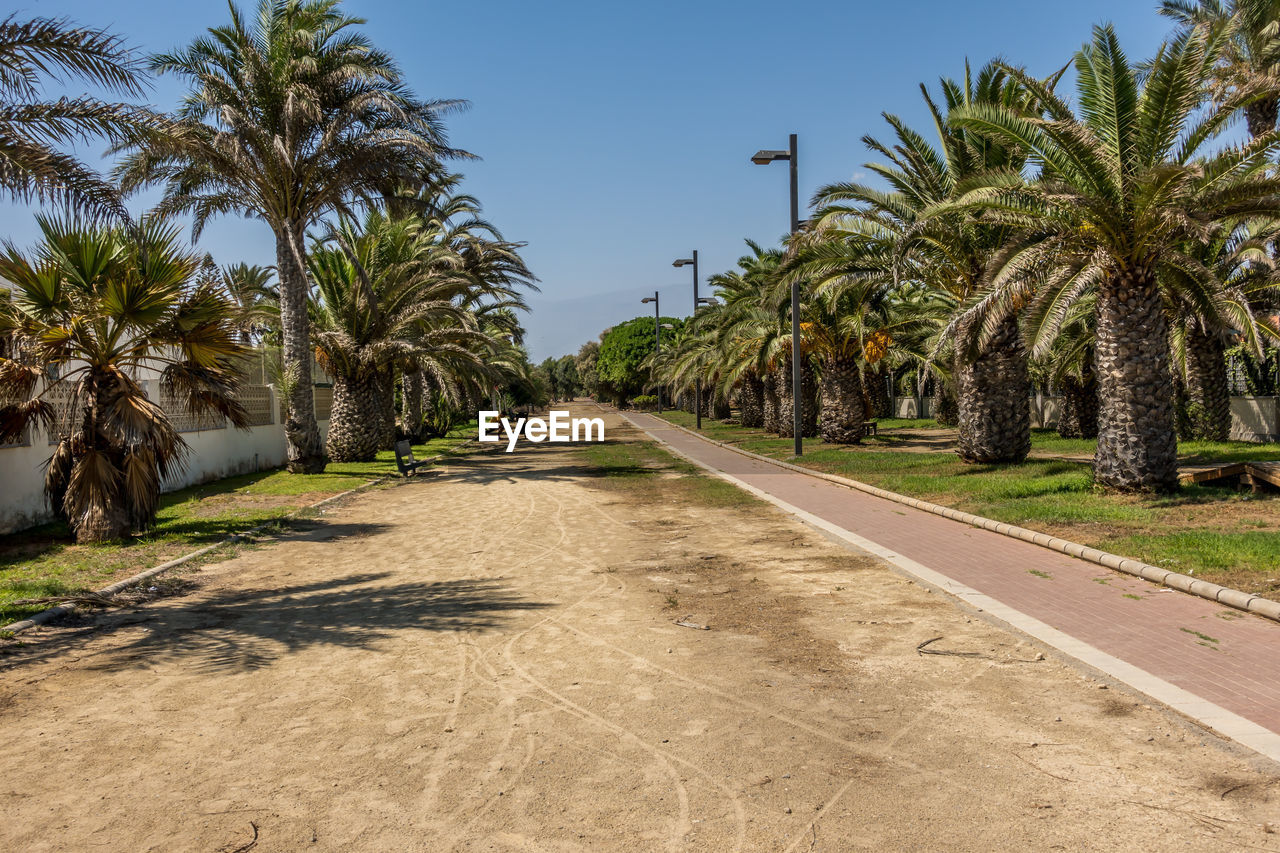 Road amidst palm trees against clear sky