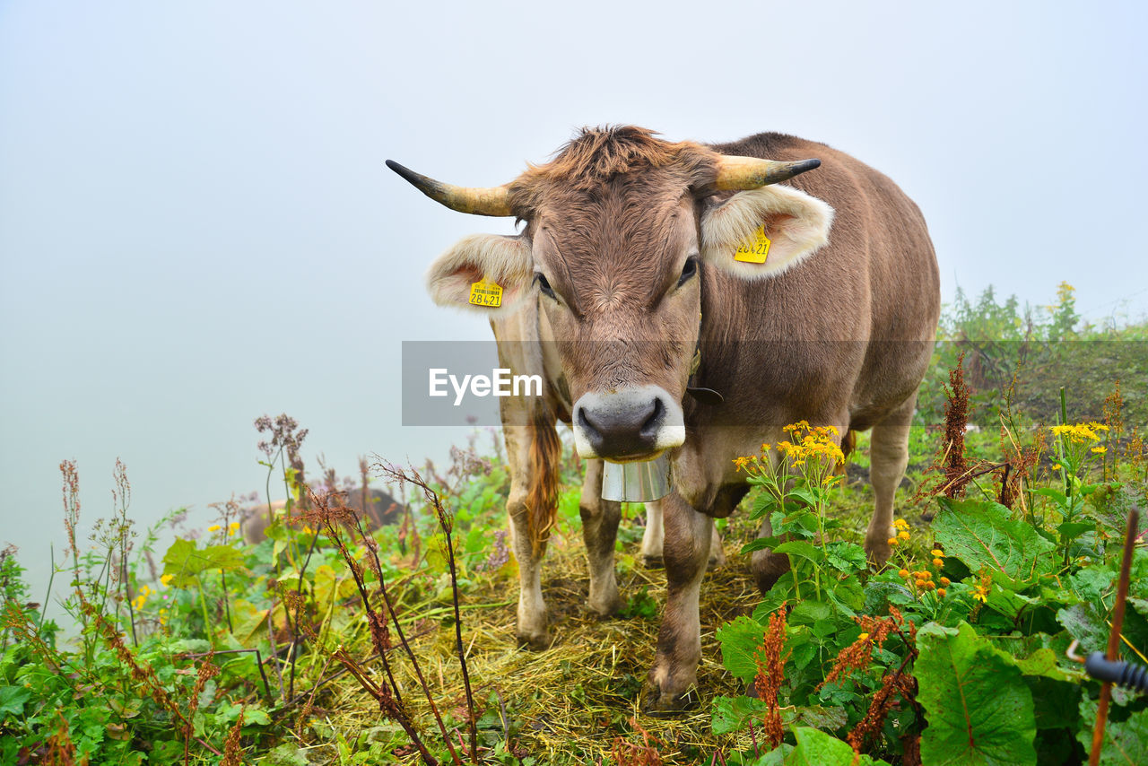 Portrait of a cow standing at the allgäu alps, oberstdorf, germany. cow farming at the alps mountain