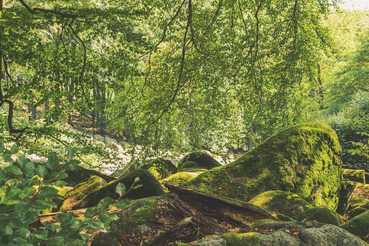 Moss covered rocks in forest