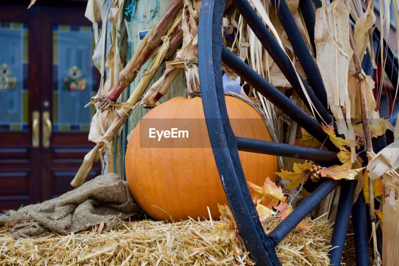 CLOSE-UP OF PUMPKIN ON FIELD AGAINST THE BACKGROUND