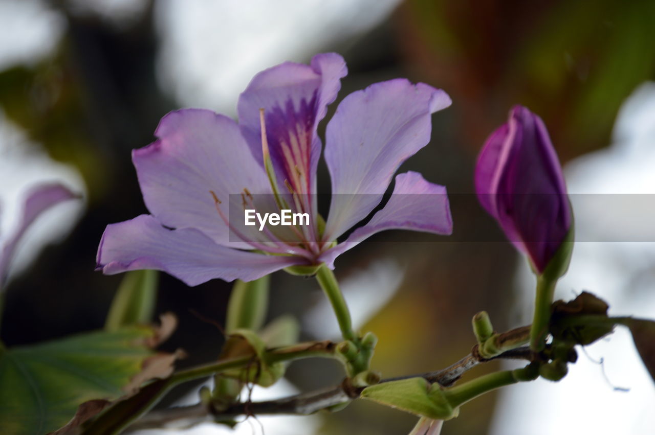 CLOSE-UP OF PINK FLOWERS BLOOMING