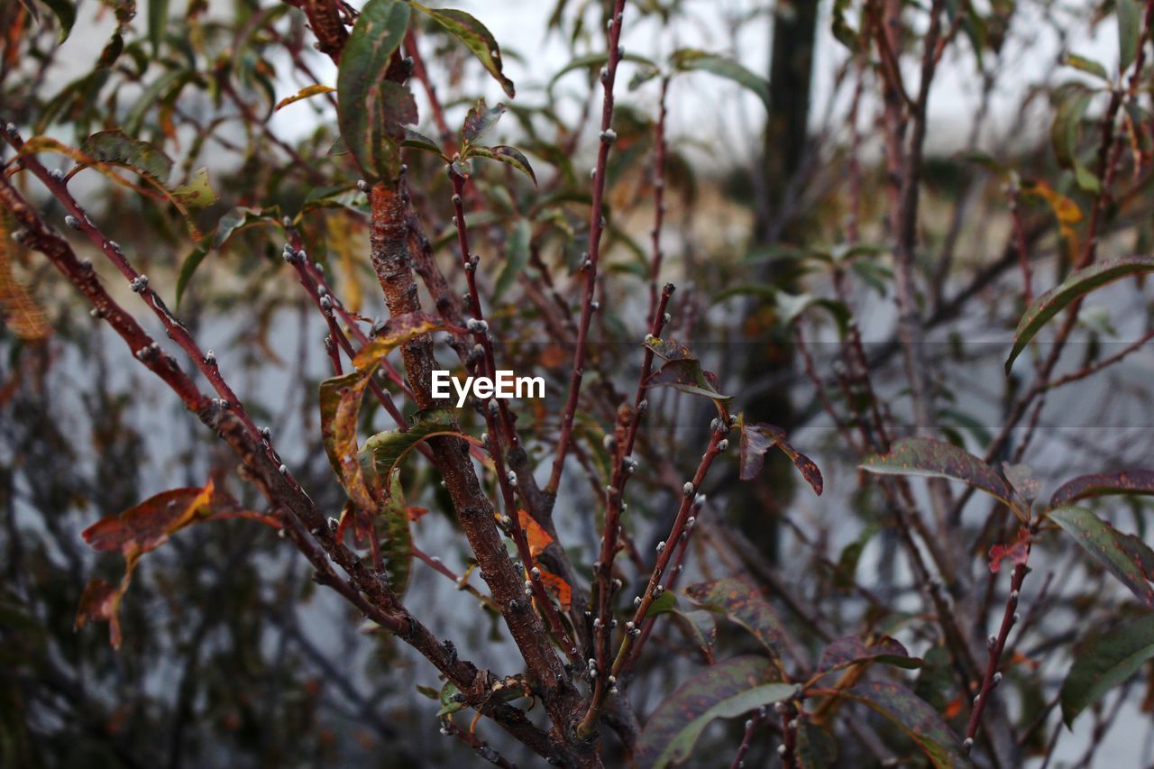 CLOSE-UP OF FLOWER TREE IN SNOW