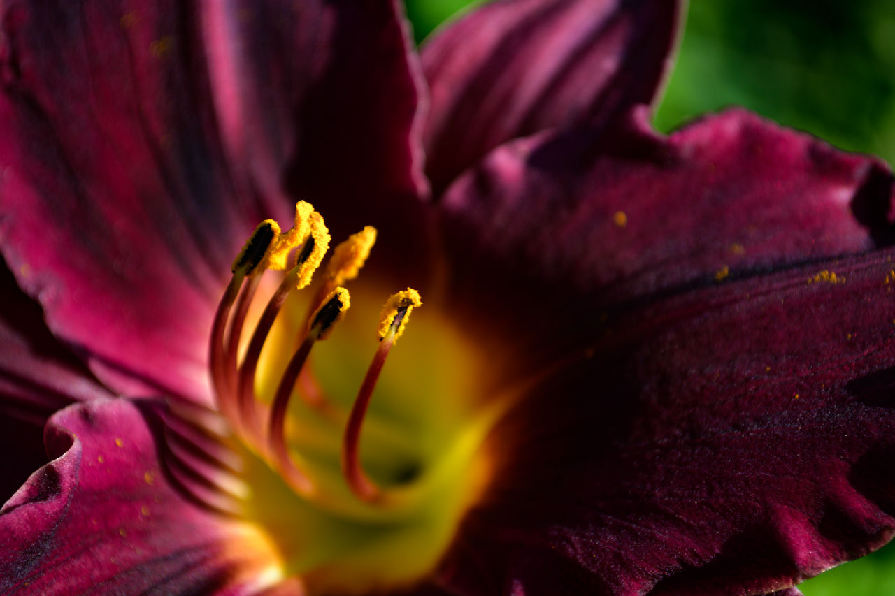 CLOSE-UP OF FRESH PURPLE FLOWER