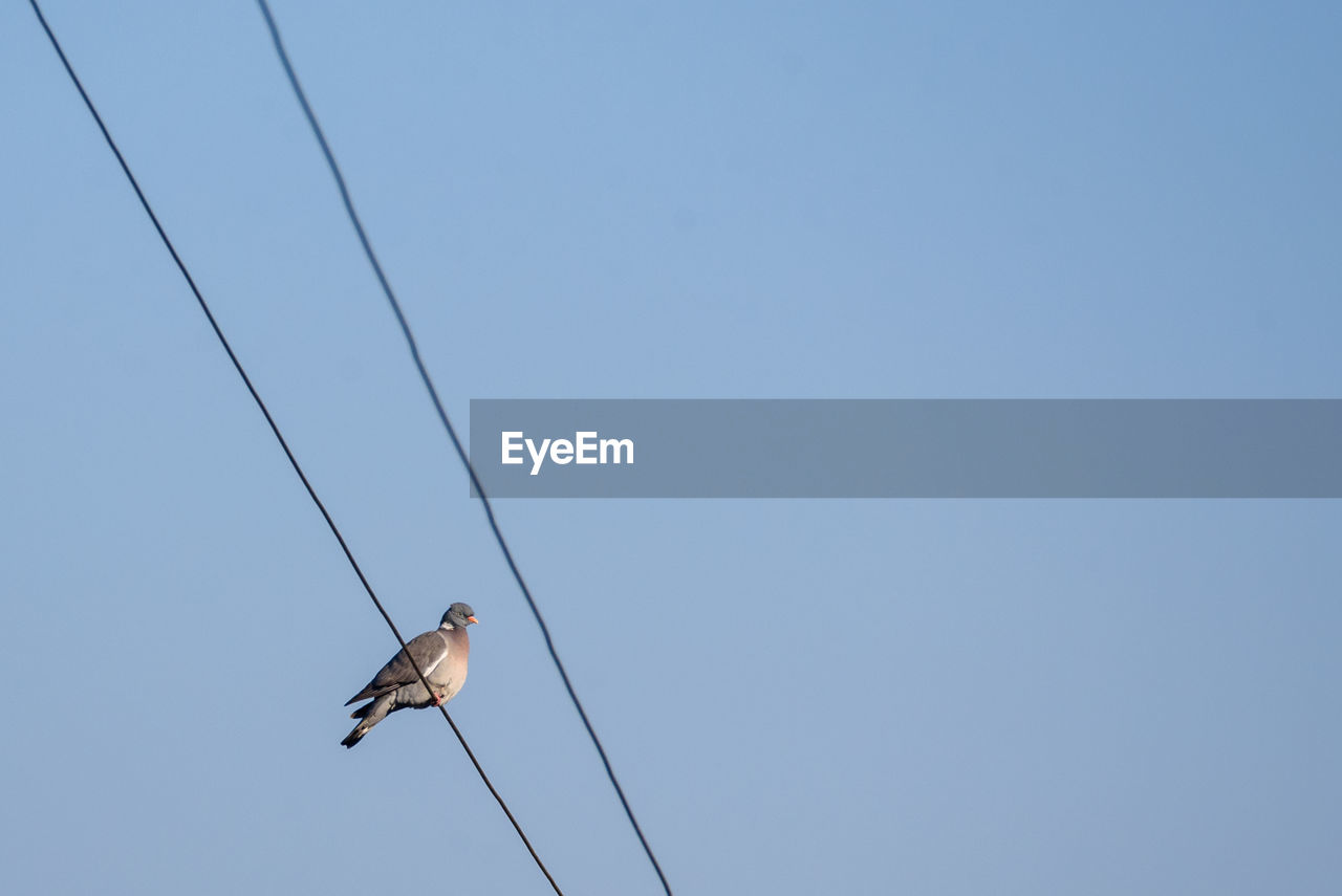 LOW ANGLE VIEW OF BIRD ON CABLE AGAINST SKY