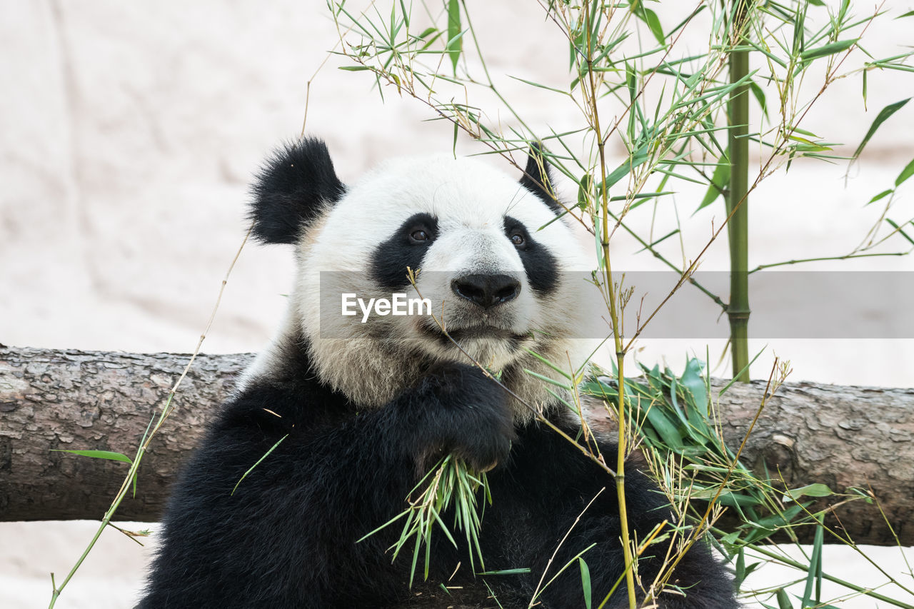 View of panda eating plant in zoo