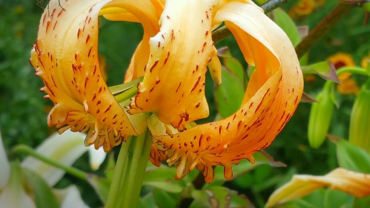 CLOSE-UP OF YELLOW FLOWERS BLOOMING