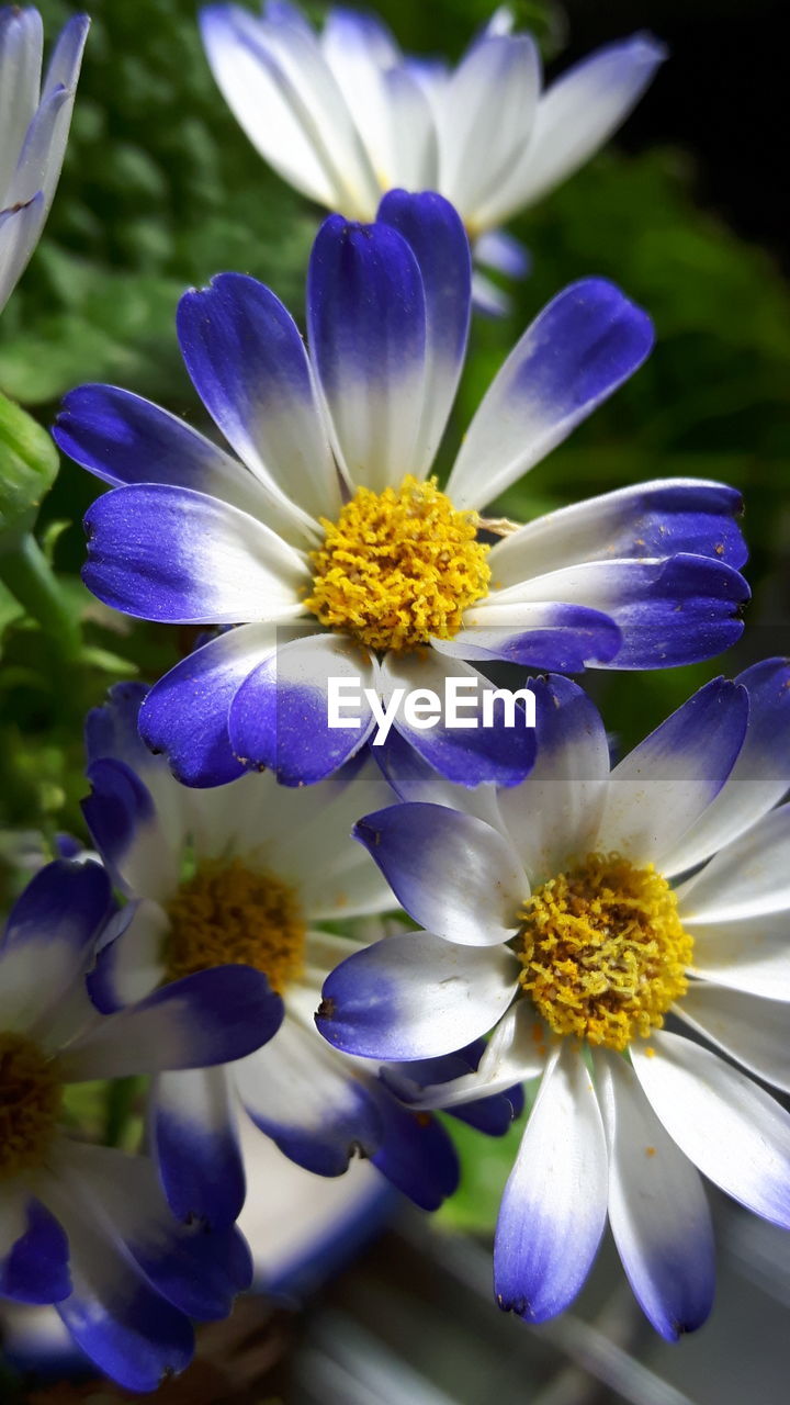 CLOSE-UP OF FLOWERS