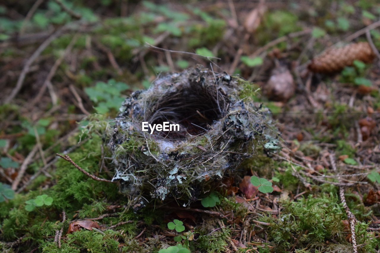 Close-up of nest on field at forest