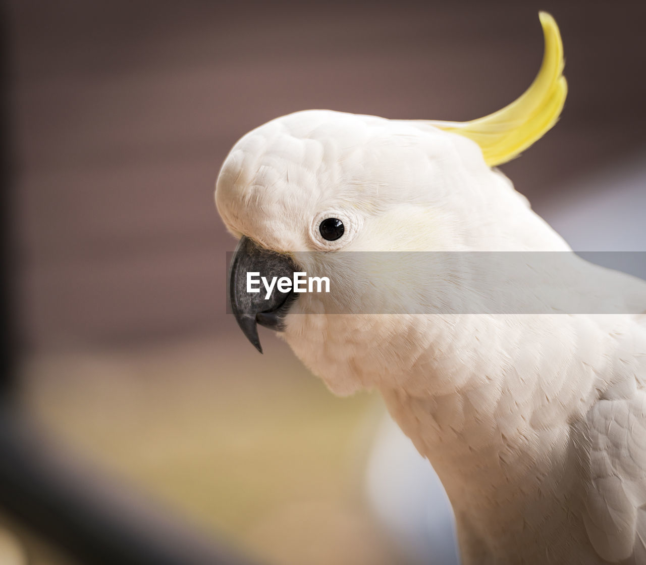 Cheeky cockatoo parrot bird in the australian bush