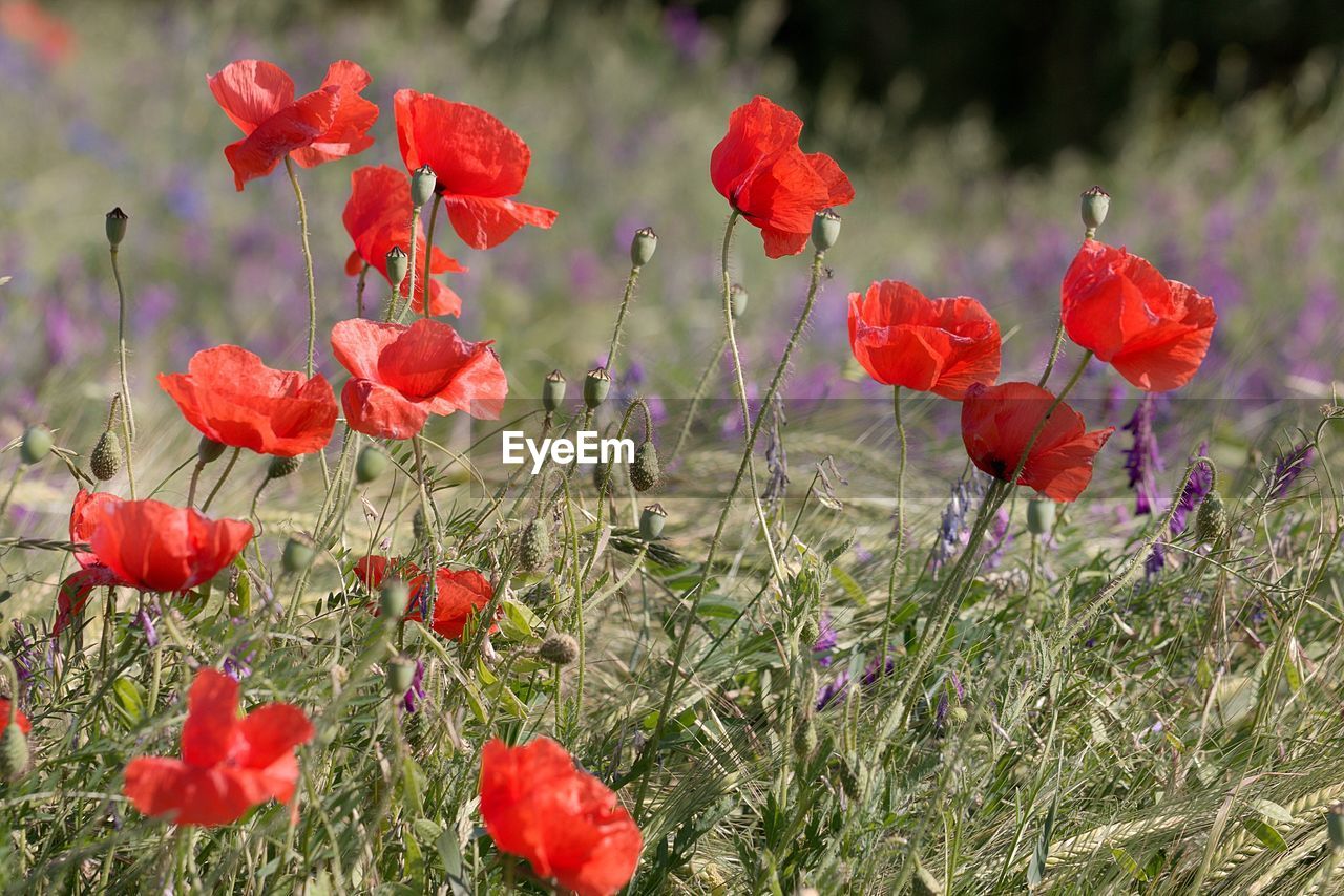 Close-up of red poppy flowers on field