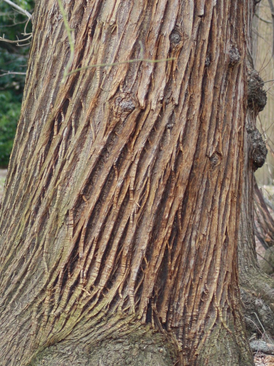 FULL FRAME SHOT OF TREE TRUNK