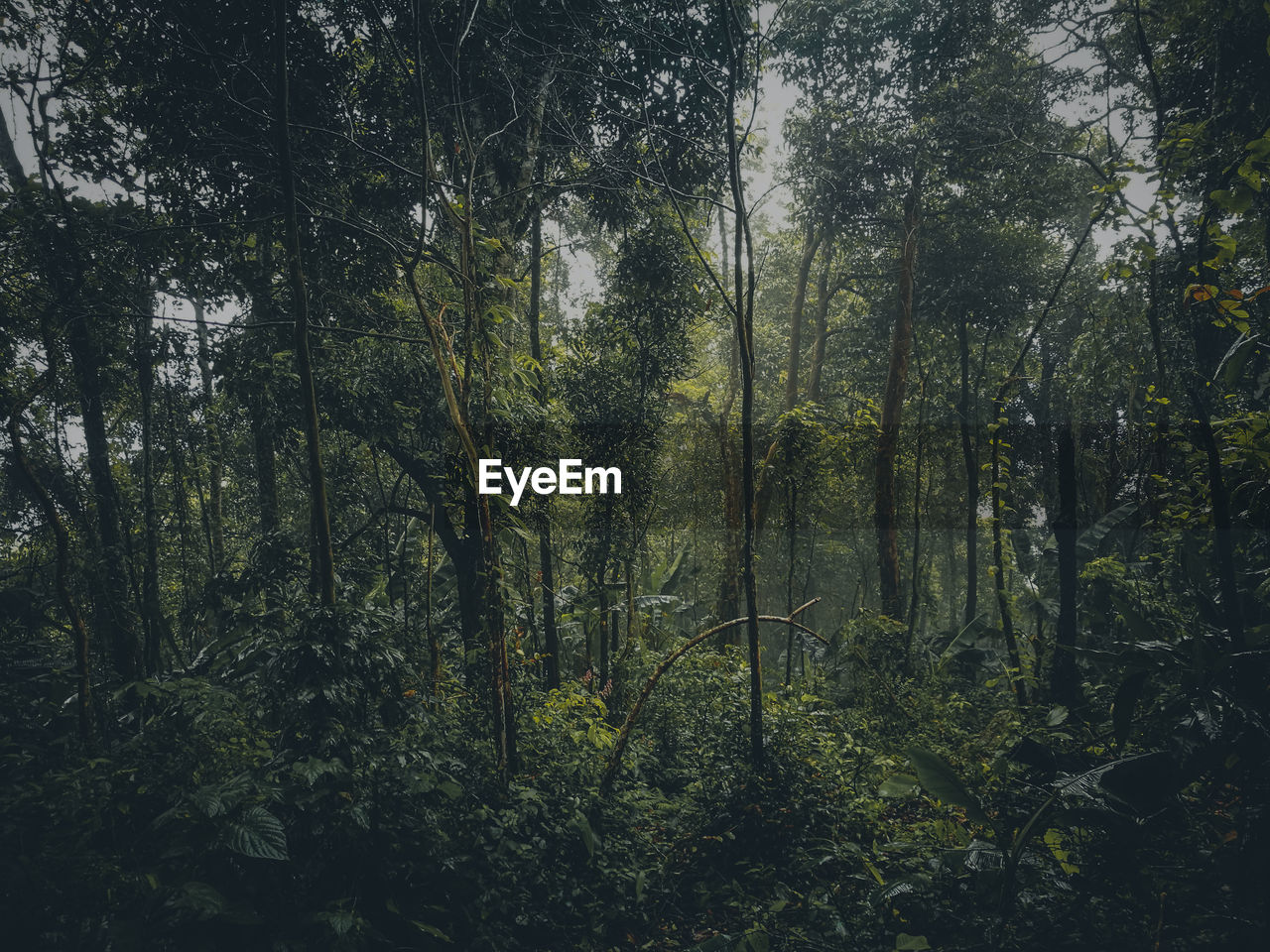 Trees in forest
