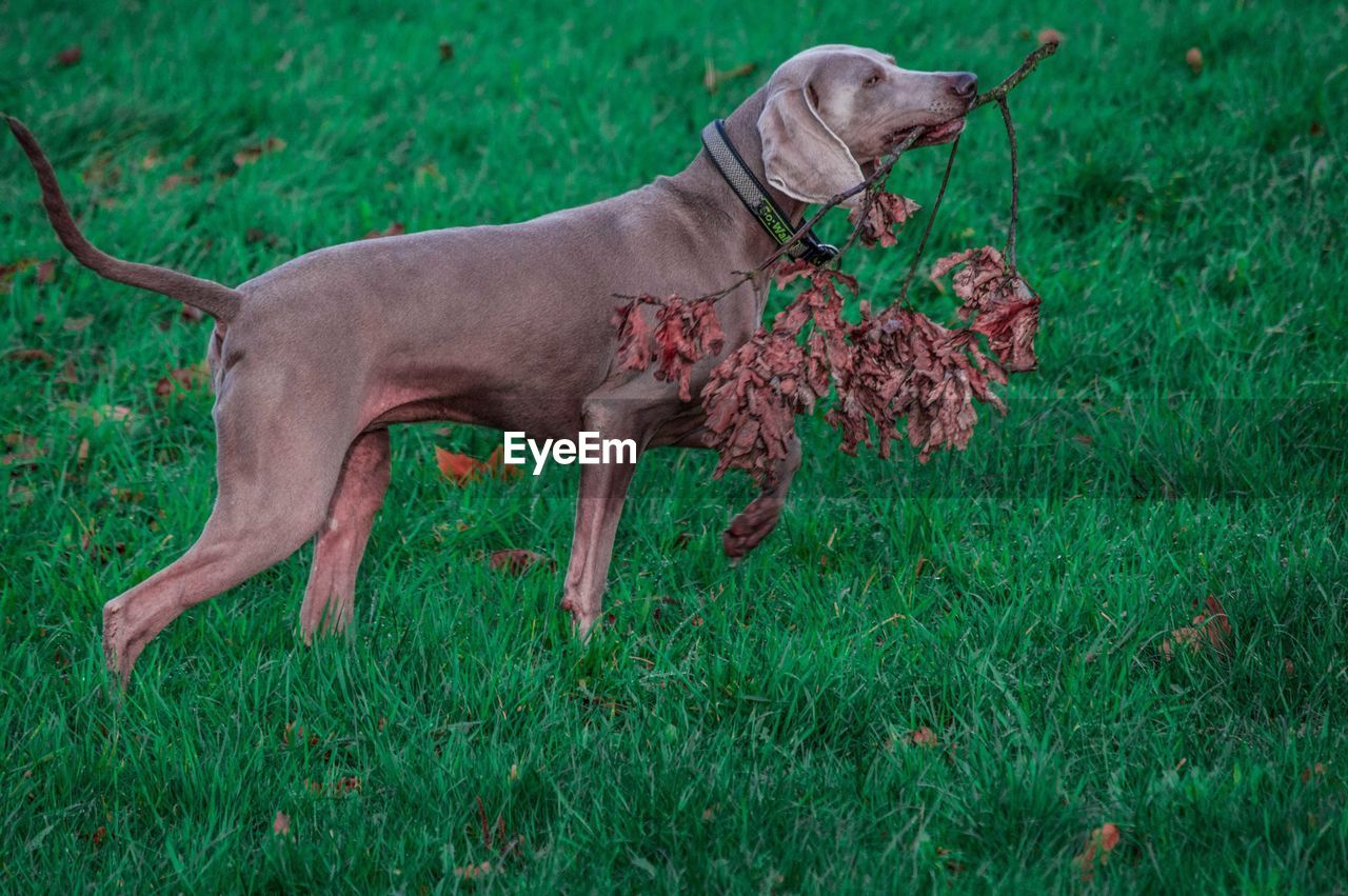 SIDE VIEW OF DOG ON GRASS