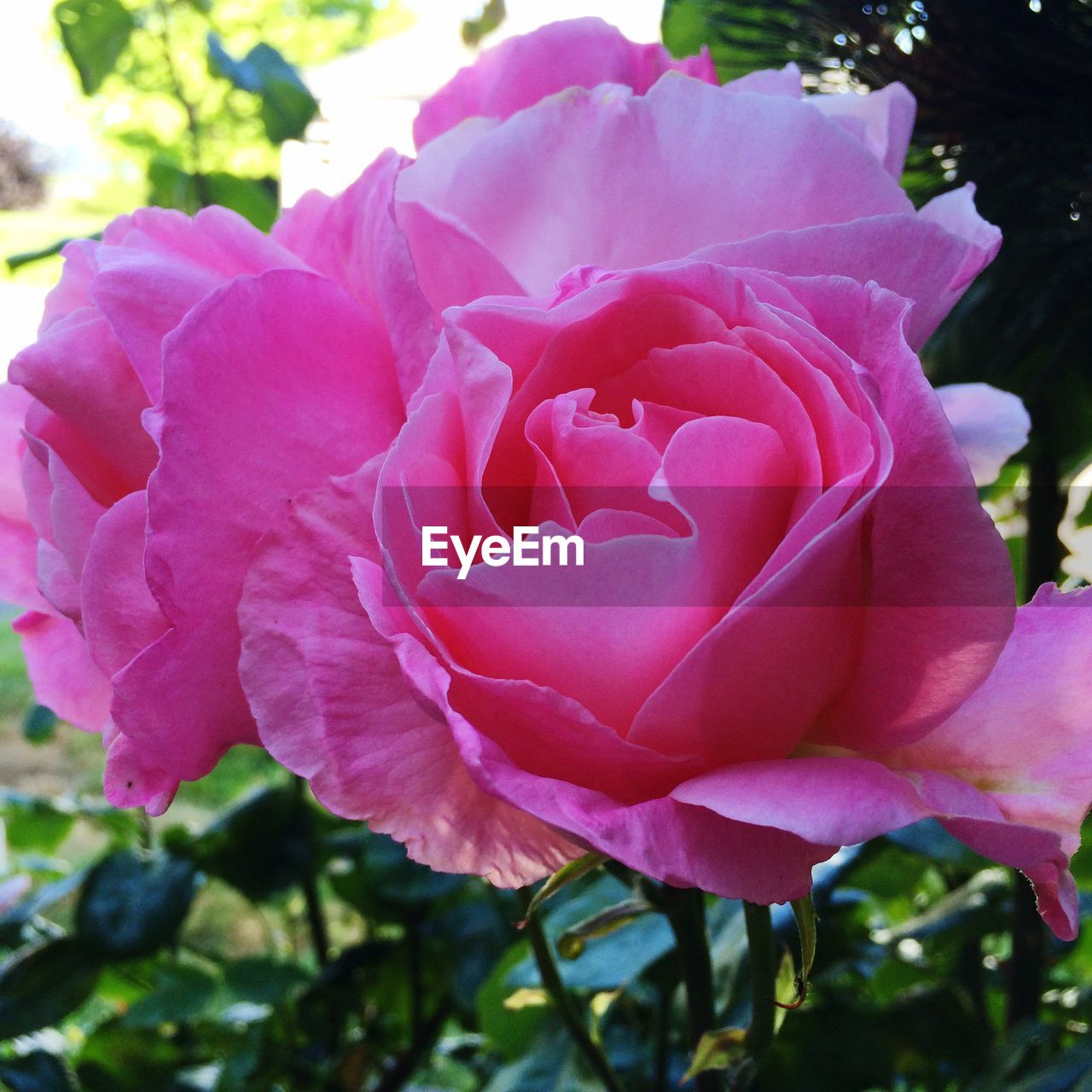 Close-up of pink rose
