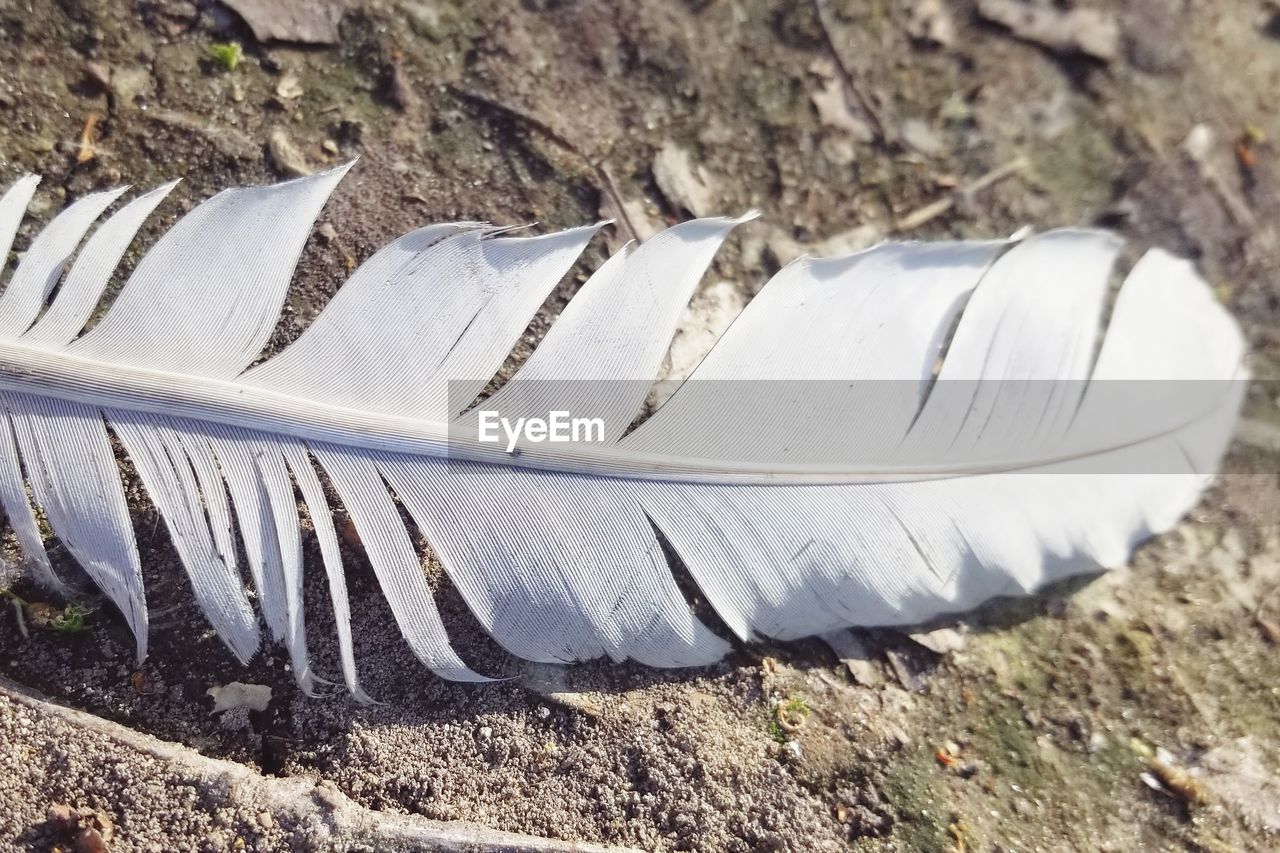 HIGH ANGLE VIEW OF FEATHER ON WOOD