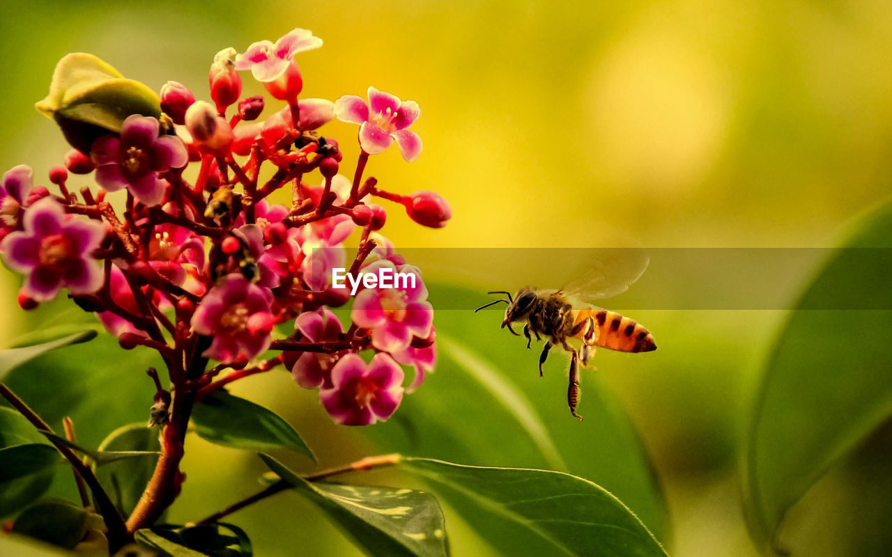 CLOSE-UP OF HONEY BEE POLLINATING FLOWER