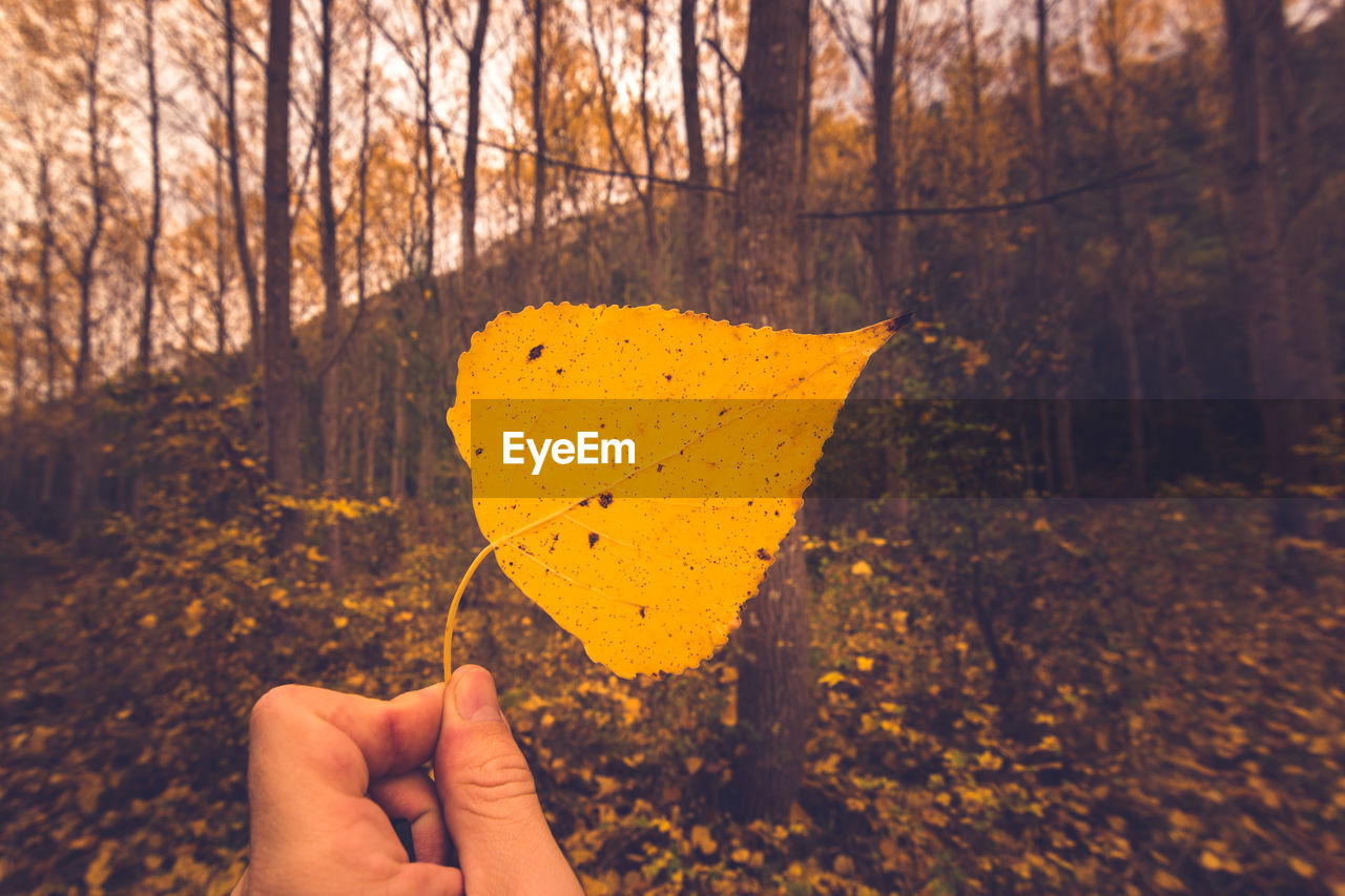 Cropped hand holding yellow leaf in forest