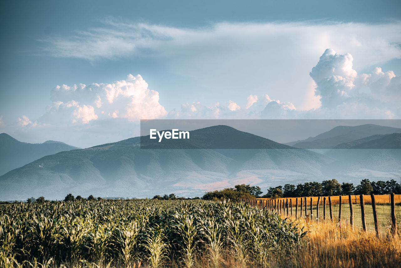 Corn field with mountain in background