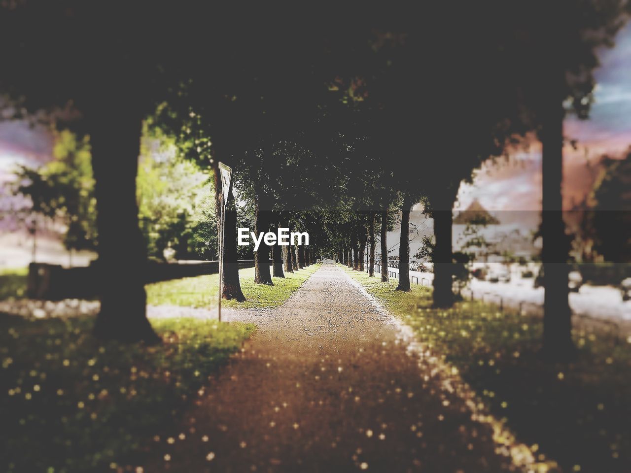 TREES IN PARK