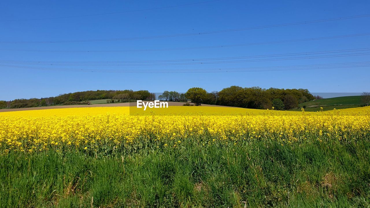 SCENIC VIEW OF FIELD AGAINST CLEAR SKY