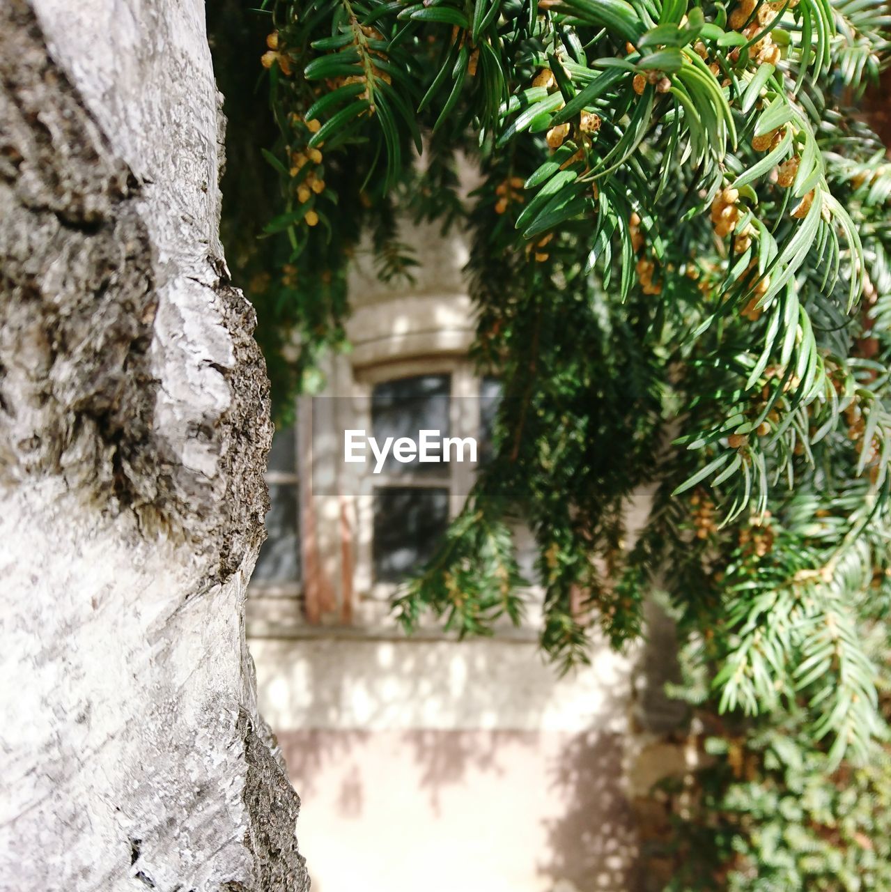 CLOSE-UP OF CHRISTMAS TREE AGAINST PLANT