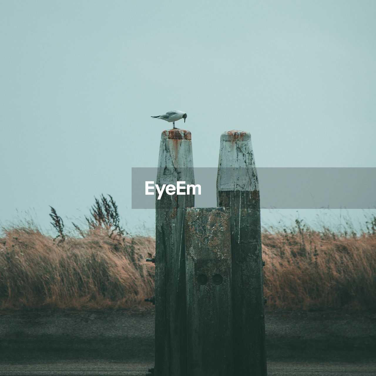 BIRD PERCHING ON WOODEN POST AGAINST SKY