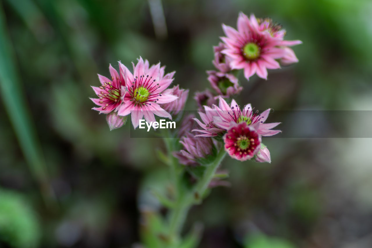 Close-up of pink flowering plant