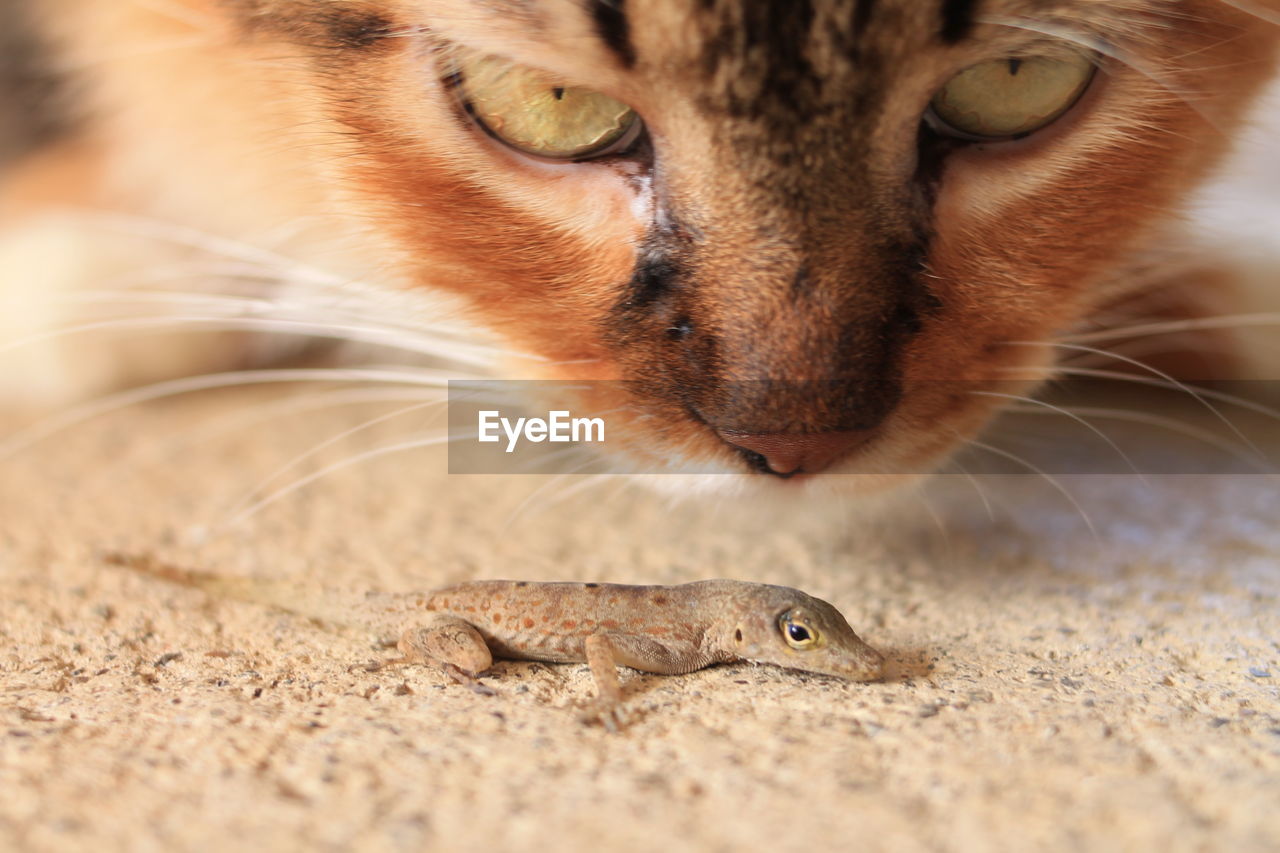 Close-up of a cat