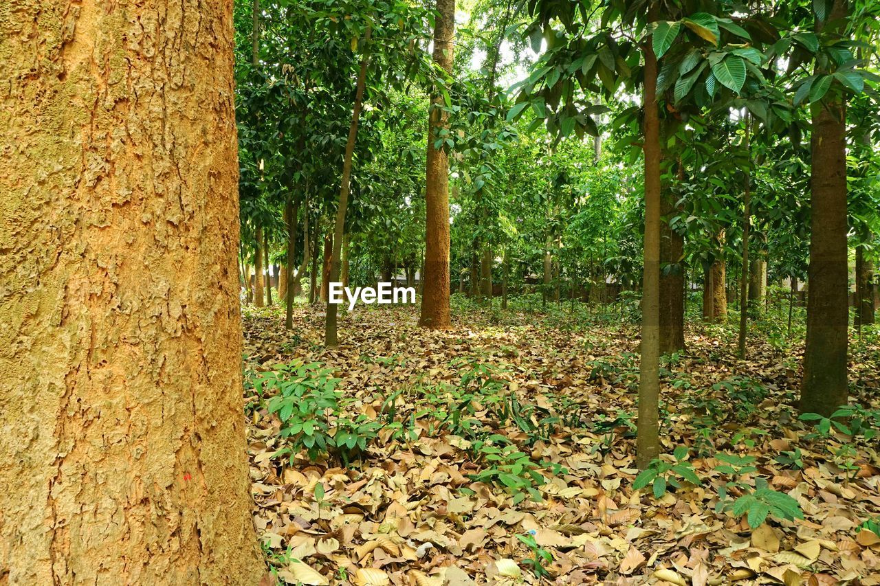 VIEW OF TREES IN FOREST