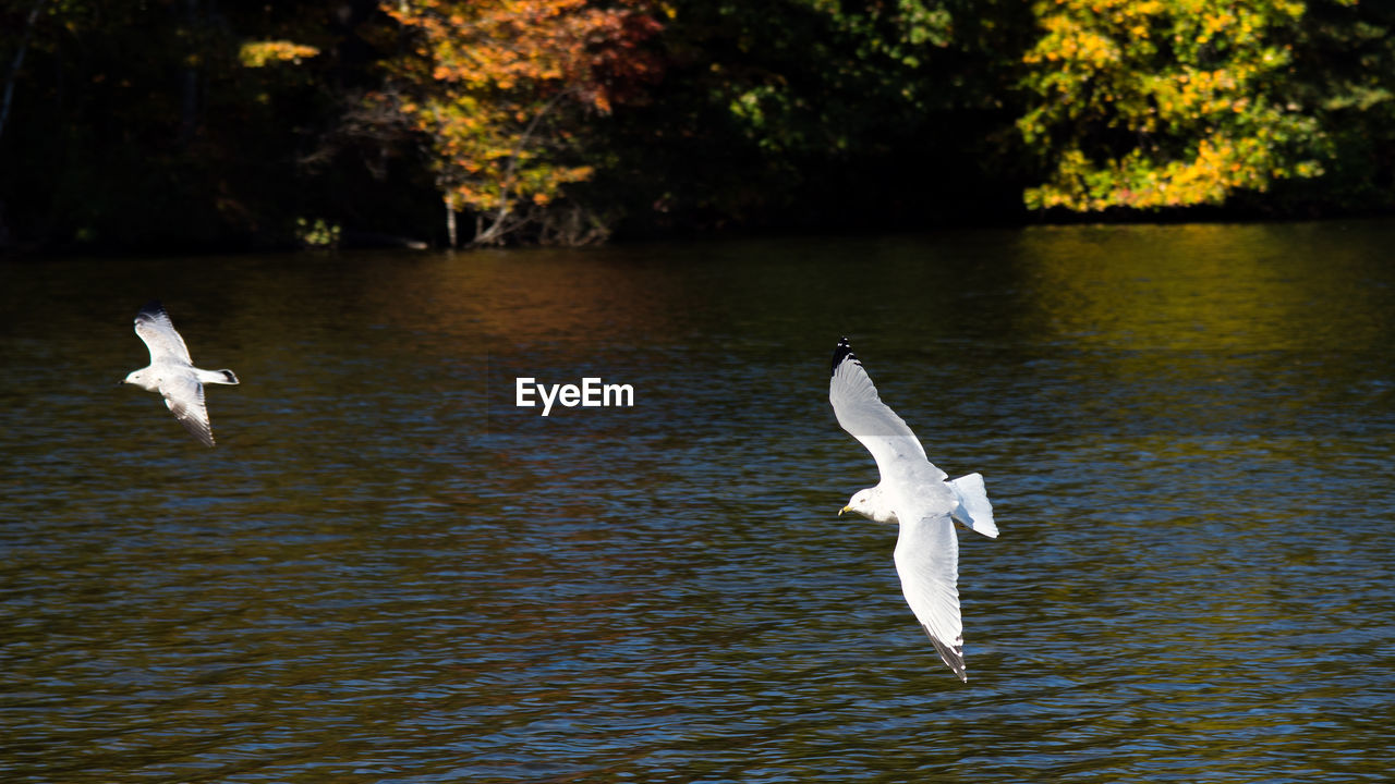 WHITE SWANS IN LAKE