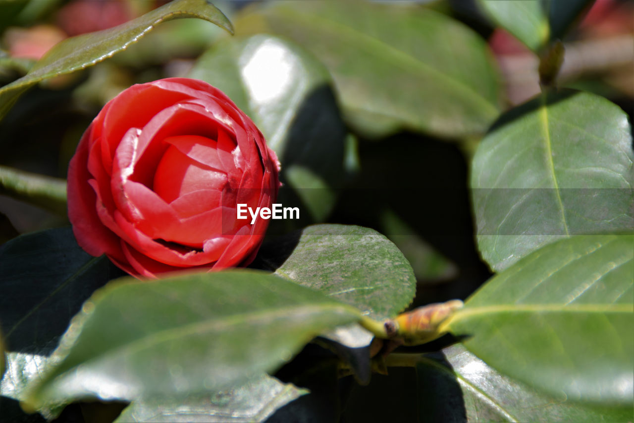 CLOSE-UP OF ROSE BUD