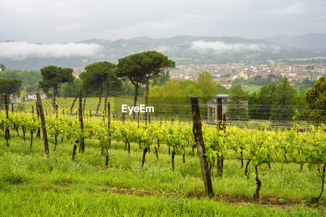 VINEYARD AGAINST SKY