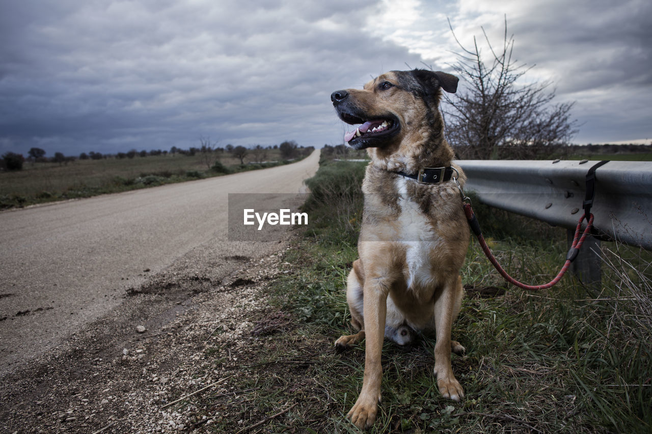 DOG STANDING ON FIELD