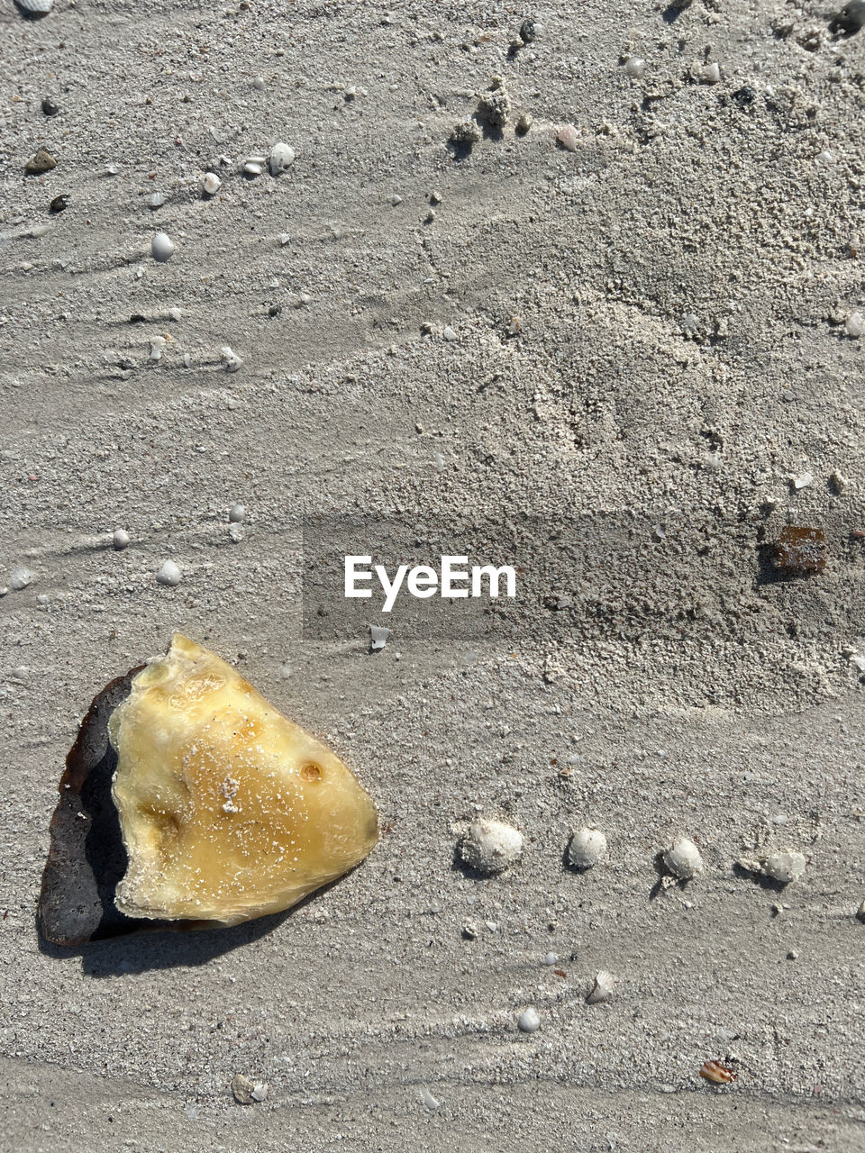 sand, land, beach, nature, no people, rock, day, high angle view, outdoors, sunlight, water, shell, beauty in nature, animal wildlife, animal, wet, close-up, sea, tranquility