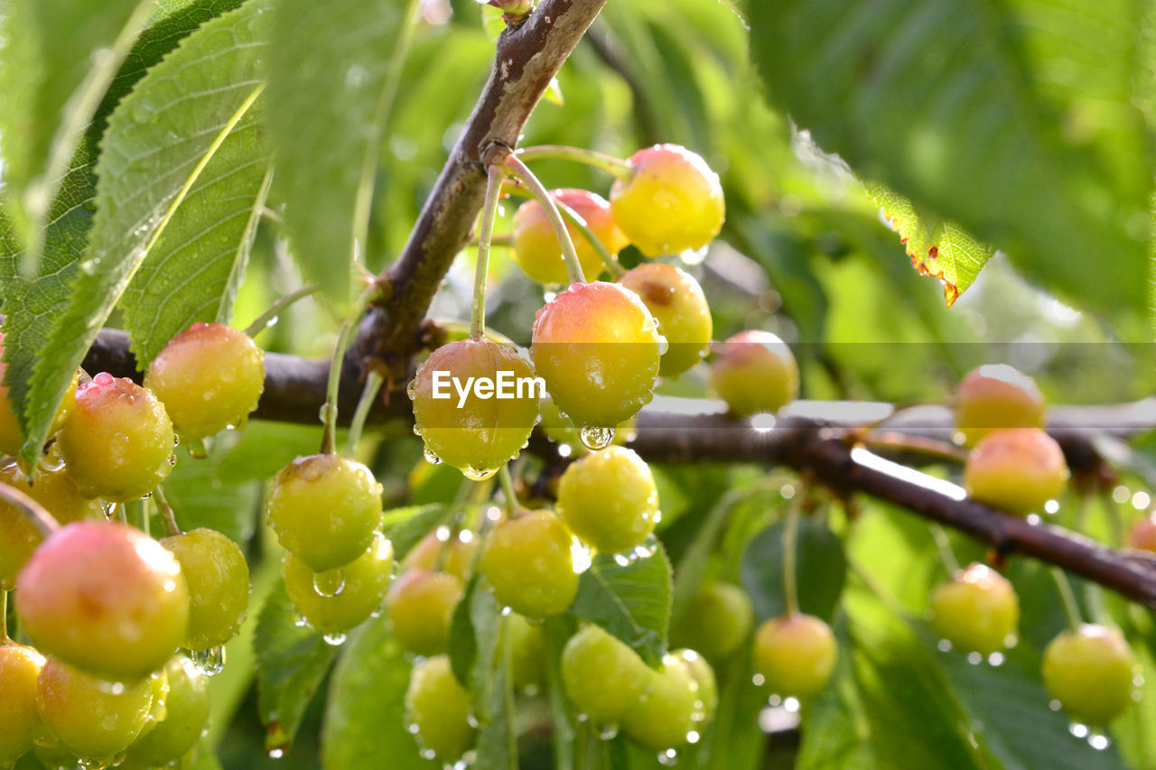 CLOSE-UP OF FRUITS ON TREE