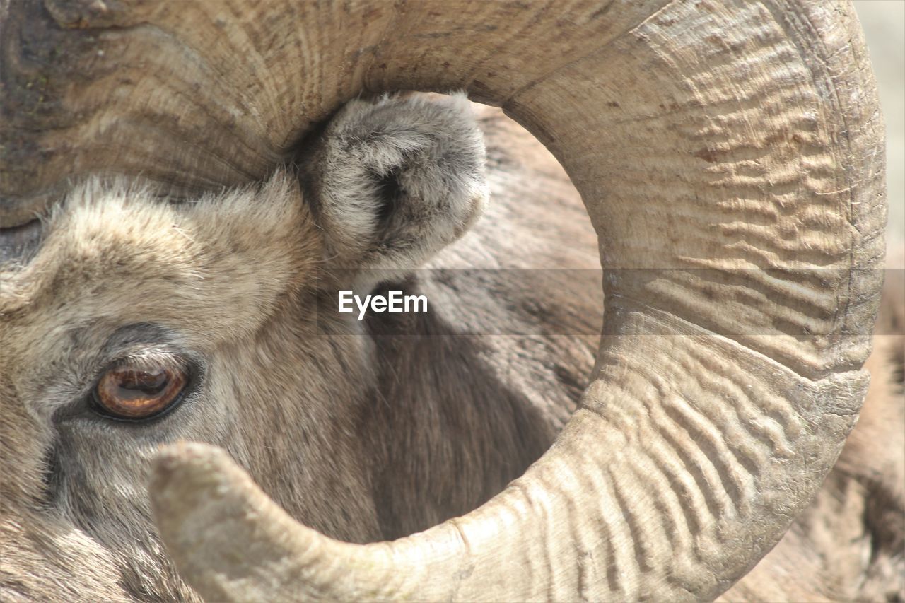 Close up of a bighorn rams eye and horn