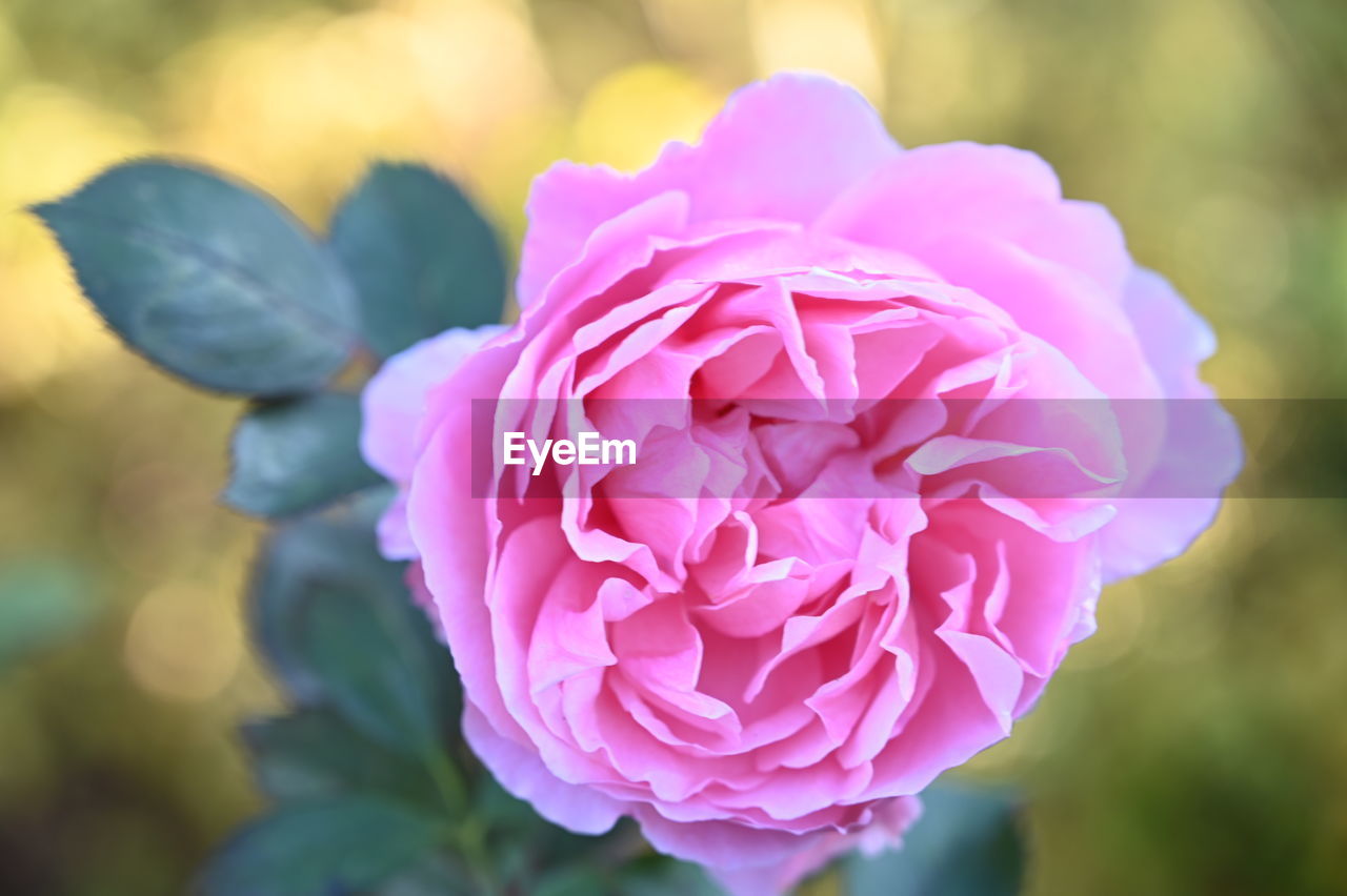 CLOSE-UP OF PINK ROSE WITH PURPLE FLOWER