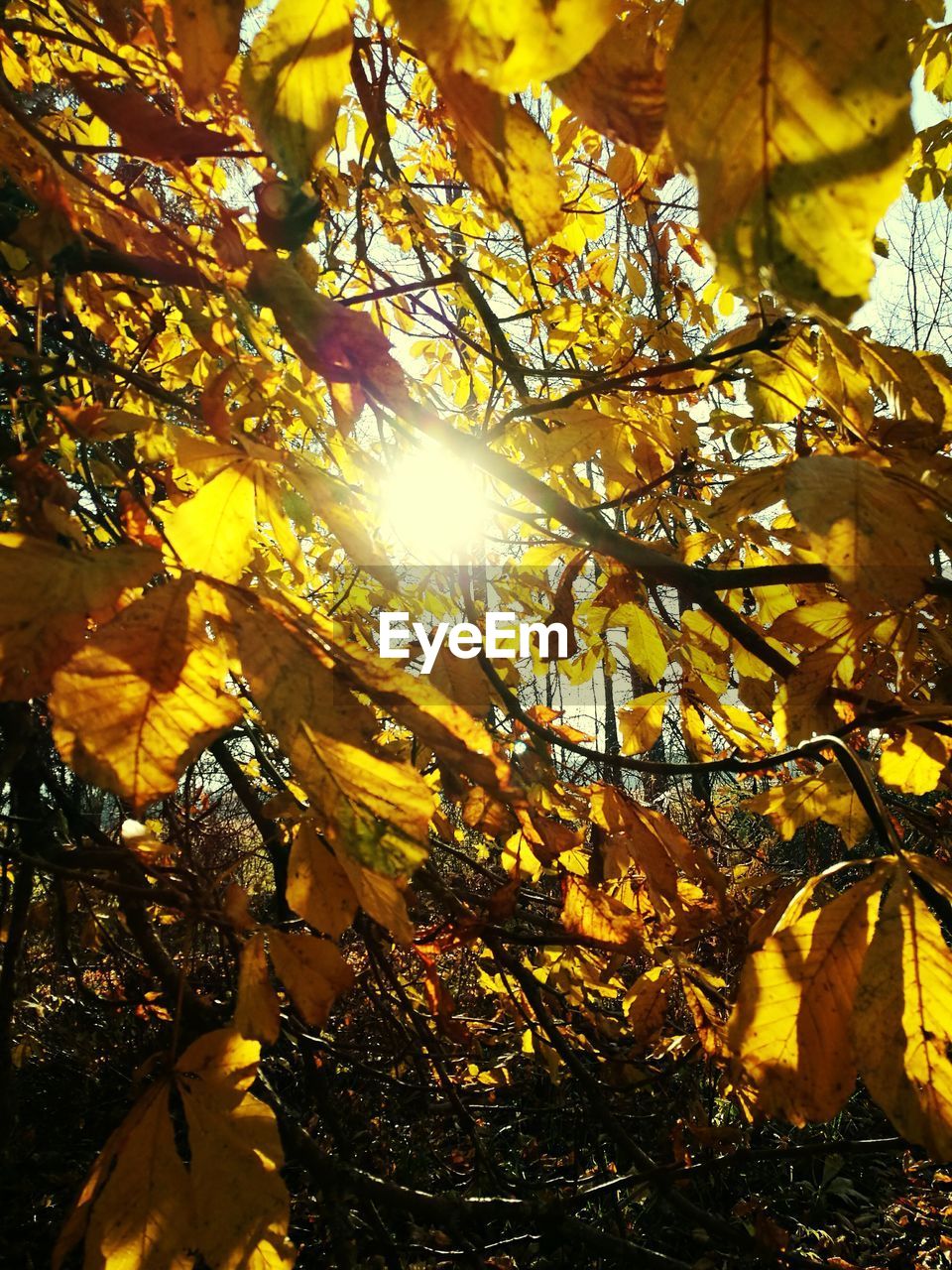 Close-up of autumn tree against bright sun