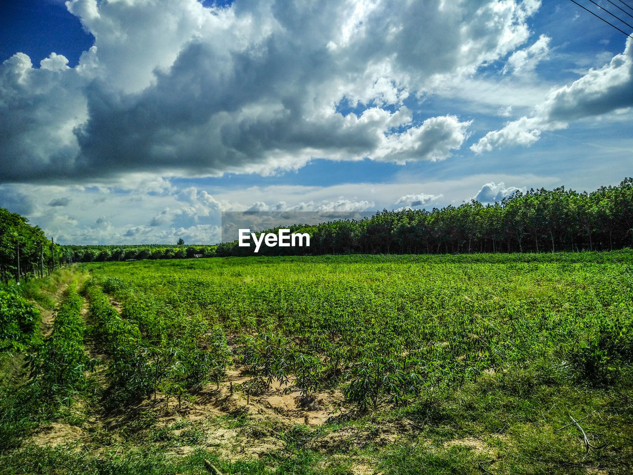 SCENIC VIEW OF FARMS AGAINST SKY