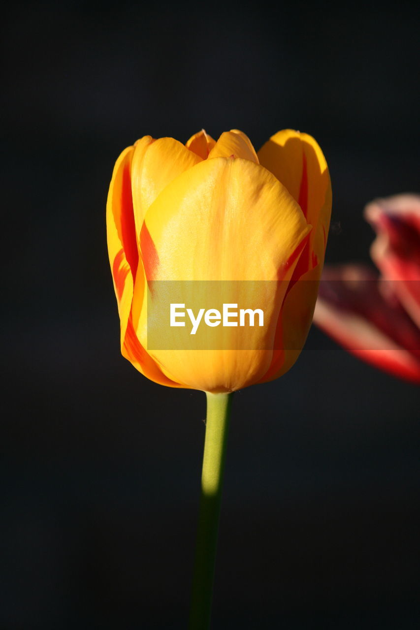 Close-up of yellow tulip against black background